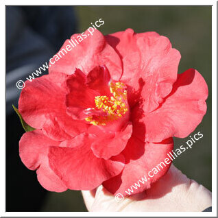 Camellia Hybrid C.reticulata  'Alfons'