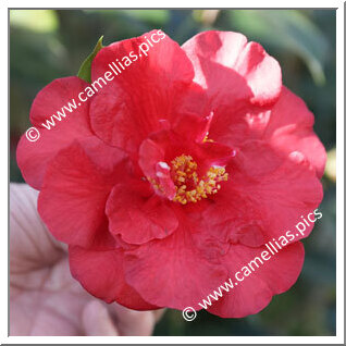 Camellia Hybrid C.reticulata  'Alfons'