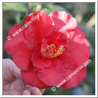 Camellia Hybrid C.reticulata  'Alfons'