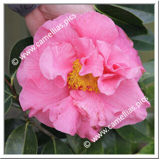 Camellia Reticulata 'Anne Louise Howard'