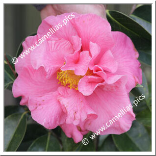 Camellia Reticulata 'Anne Louise Howard'