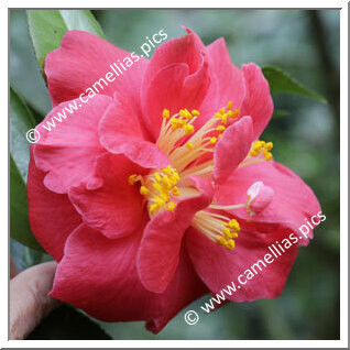 Camellia Japonica 'Aubrey Harris'