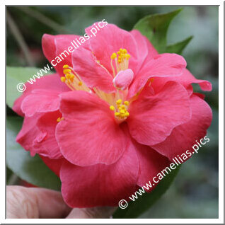 Camellia Japonica 'Aubrey Harris'