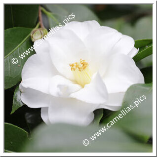 Camellia Hybrid C.x williamsii 'Avalanche'