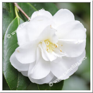 Camellia Hybrid C.x williamsii 'Avalanche'