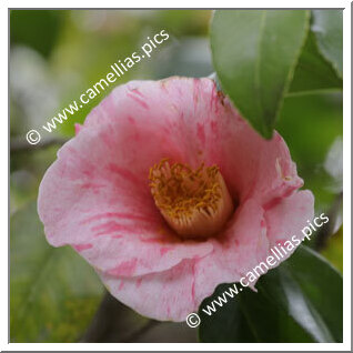 Camellia Japonica 'Brodie's Pink'