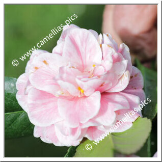 Camellia Japonica 'Bronwyn James'