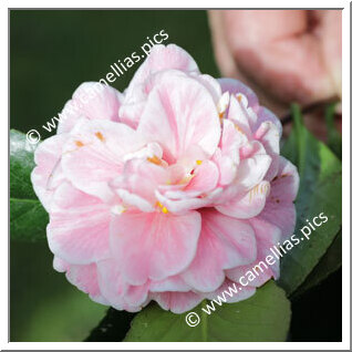 Camellia Japonica 'Bronwyn James'