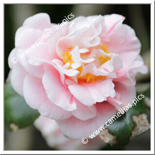 Camellia Japonica 'Burnham Beeches'