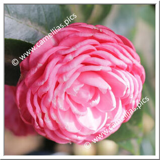 Camellia Japonica 'Caleb Cope'