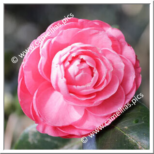 Camellia Japonica 'Caleb Cope'