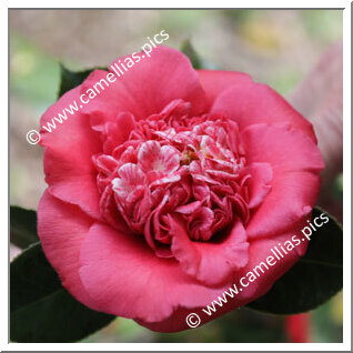 Camellia Japonica 'Cassandra'