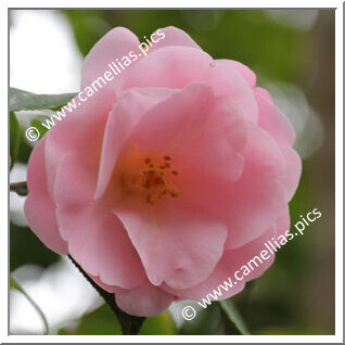 Camellia Hybrid C.x williamsii 'Clarrie Fawcett'