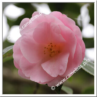 Camellia Hybrid C.x williamsii 'Clarrie Fawcett'