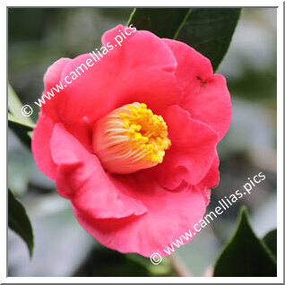 Camellia Hybrid 'Classic Coral'