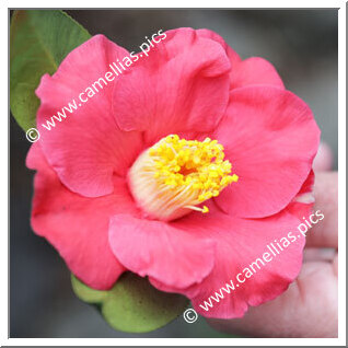 Camellia Hybrid 'Classic Coral'