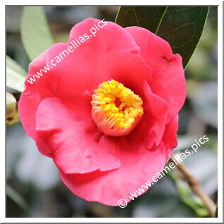 Camellia Hybrid 'Classic Coral'