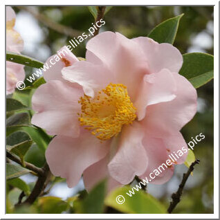 Camellia Hybrid 'Contemplation'