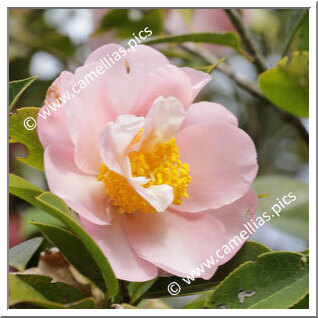 Camellia Hybrid 'Contemplation'