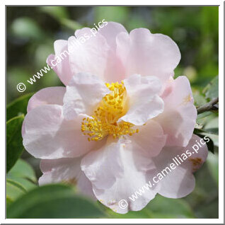 Camellia Hybrid 'Contemplation'