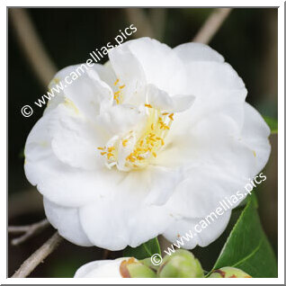 Camellia Japonica 'Dido'