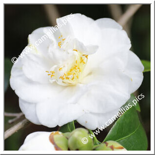 Camellia Japonica 'Dido'