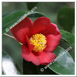 Camellia Hybrid 'Earlybright'