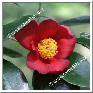 Camellia Hybrid 'Earlybright'