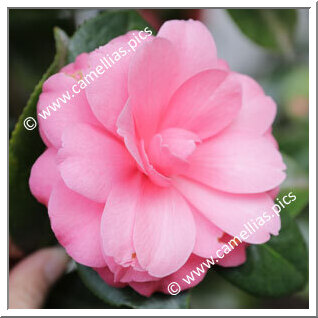 Camellia Japonica 'Erica Sievers'