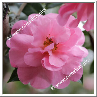 Camellia Hybrid C.x williamsii 'Eryldene Excelsis'