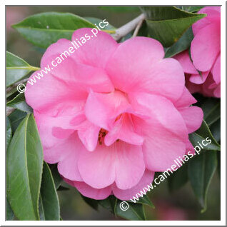 Camellia Hybrid C.x williamsii 'Eryldene Excelsis'