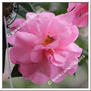 Camellia Hybrid C.x williamsii 'Eryldene Excelsis'