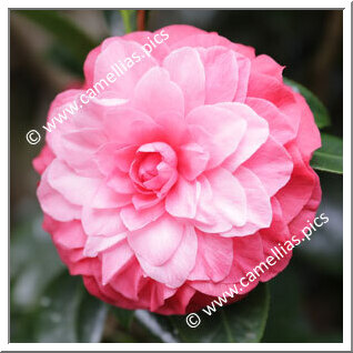 Camellia Hybrid 'Fiona London'