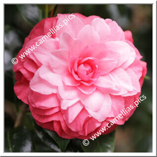 Camellia Hybrid 'Fiona London'