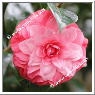 Camellia Hybrid 'Fiona London'