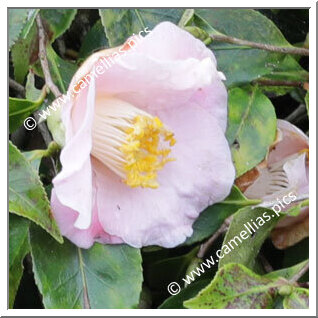 Camellia Hybrid 'Fragrant Cascade'