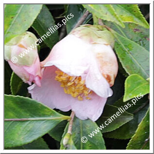 Camellia Hybrid 'Fragrant Cascade'