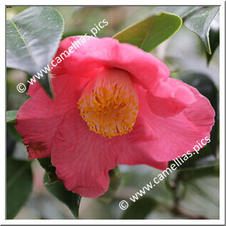 Camellia Hybrid 'Fragrantasia'