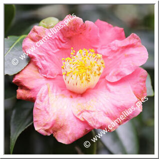 Camellia Hybrid 'Fragrantasia'