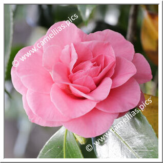 Camellia Japonica 'In the Pink'