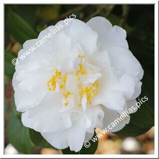 Camellia Japonica 'Kate Sheppard'