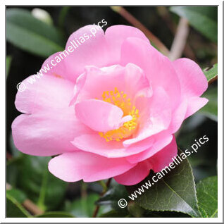 Camellia Hybrid C.x williamsii 'Kia Ora'