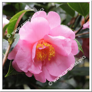 Camellia Hybrid C.x williamsii 'Kia Ora'