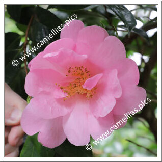 Camellia Hybrid C.x williamsii 'Kia Ora'