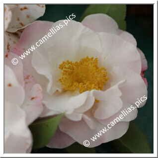 Camellia Hybride C.reticulata 'Lady Pamela'