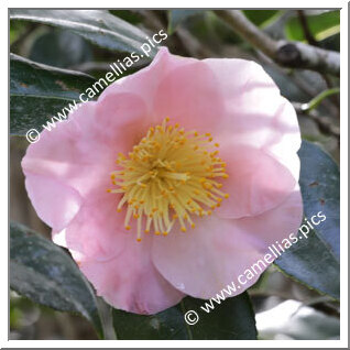 Camellia Japonica 'Luana's Angel'