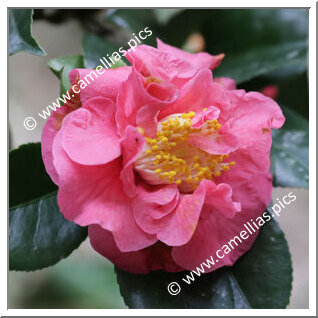 Camellia Hybrid 'McKenzierose Young'