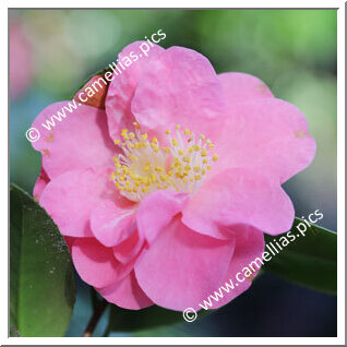 Camellia Japonica 'Monte Carlo'