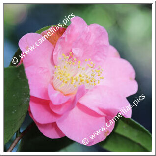 Camellia Japonica 'Monte Carlo'