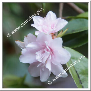 Camellia Hybrid 'Our Melissa'